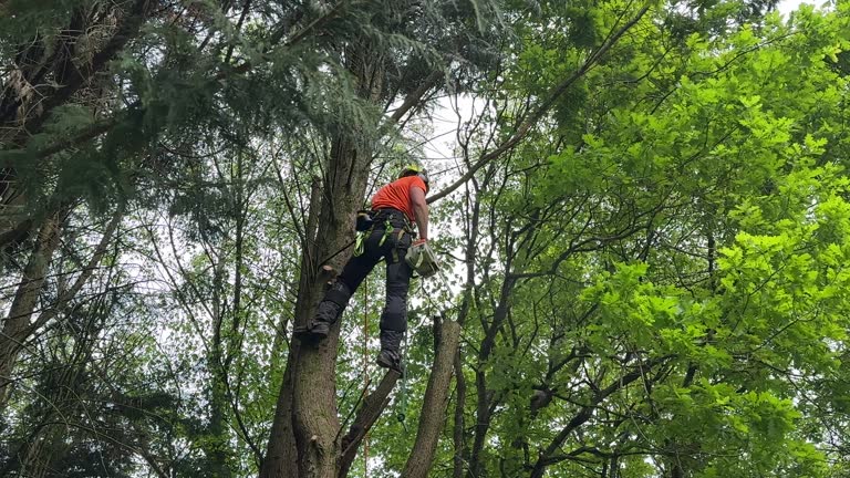 Best Tree Preservation Services  in Grapeland, TX